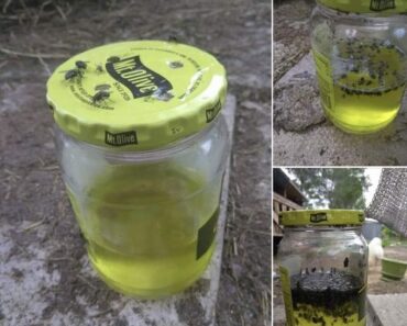 👉Sweet Pickle Fly Trap